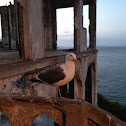 Sea Gull