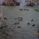 Blue-Winged Teal