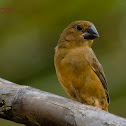 Thick-billed Seed-finch