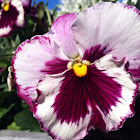 Pansy