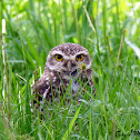 Coruja buraqueira (Burrowing owl)