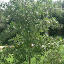 Eastern Poplar