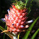 pine apple