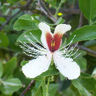 Caperbush