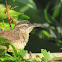 Carolina Wren Fledglings