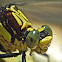 Black-shouldered spinyleg