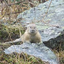 Pika