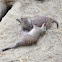 Banded Mongoose