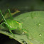 Katydid