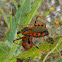 Assassin Bug & Ladybird