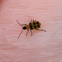 Spotted Cucumber Beetle