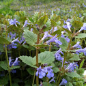 Ground-ivy