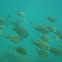 Ocean surgeonfish