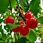 North Star Cherry