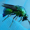 Cuckoo wasp