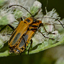 Goldenrod soldier beetles (mating)