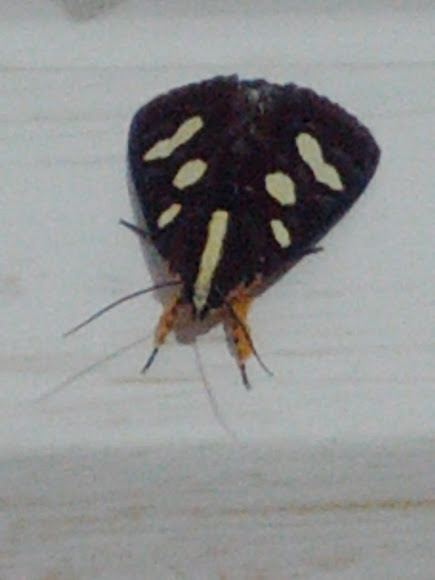 Spotting Image 1