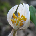 Bloodroot
