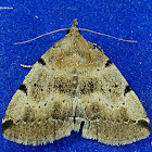 Zanclognatha lituralis