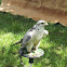Falco
