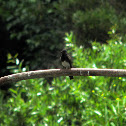Black Phoebe