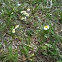 Wildflower