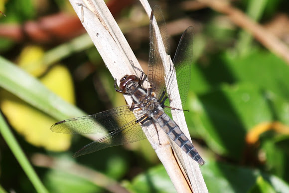 Spotting Image 1