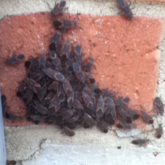 Spotting Image 1
