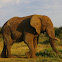 African Savanna Elephant