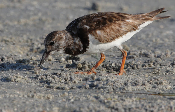 Spotting Image 1