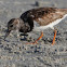 Ruddy Turnstone