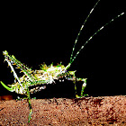 Spiny Rainforest Katydid