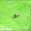 Meadow Spittlebug