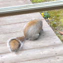 Douglas Squirrel