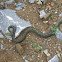 Jerdon's pitviper