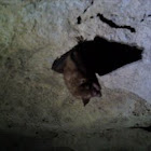 Eastern Pipestrelle/ Tri-color Bat
