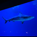 Grey Reef Shark