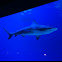 Grey Reef Shark