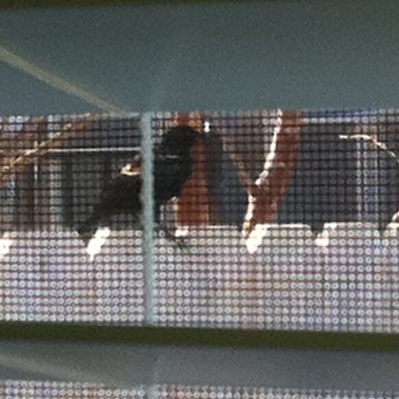 Spotting Image 1