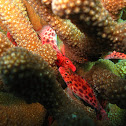 Coral hawkfish