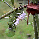 Tobacco Hornworm & Braconid Wasp Cocoons