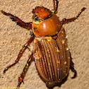 Beetle