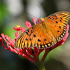 Gulf Fritillary