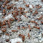 Ants at work