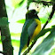 Black-throated Trogon