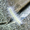 Web Worm