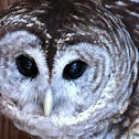 Barred owl