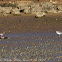 Redshank and Greenshank