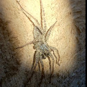 Wolf spider