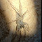 Wolf spider